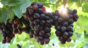 Table Grapes
